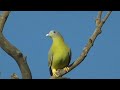 yellow-footed green pigeon and its unique call