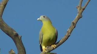 Download lagu yellow-footed green pigeon and its unique call mp3 Download lagu yellow-footed green pigeon and its unique call mp3
