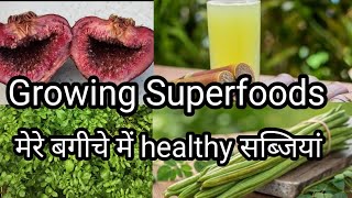 Growing Superfoods at home| Ghar pe ugaye ye sabjiya| Colours of life. 