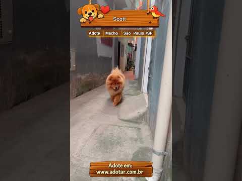 Vídeo de Scott
