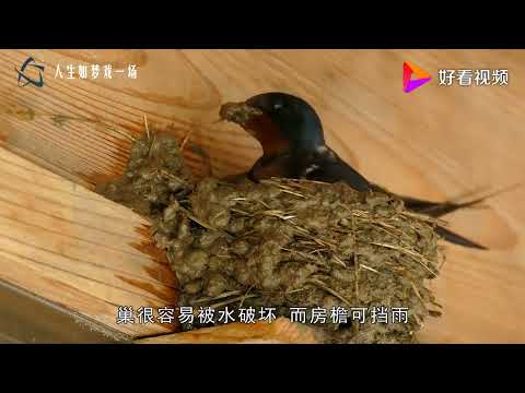 家中有鳥築巢 風水