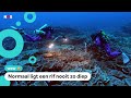 Nieuw koraalrif ontdekt diep in de zee