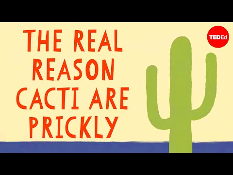 Why Are Cacti Prickly? The Answer Will Surprise You