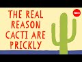 Nature S Fortress How Cacti Keep Water In And Predators Out Lucas C Majure
