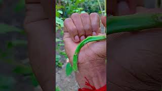 what&#39;s this????#anyuniqueanimals #beau😲