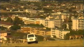 The 4 Best Documentaries About The Quagga