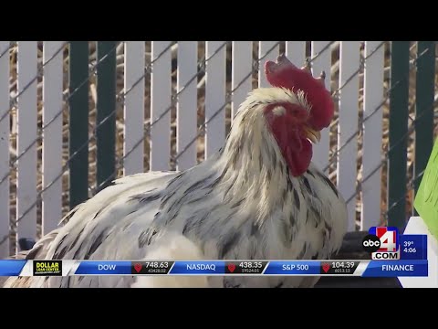 Cost of eggs high in Utah, would you buy chickens instead?
