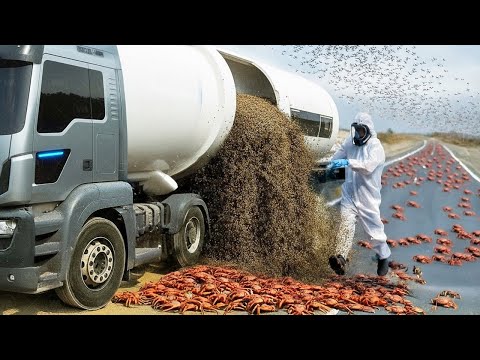 They Released Millions of Ant Killers on Crab Island and the Reaction Was Immediate