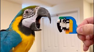 Building Exotic Parrot LEGO with a Real Macaw Reaction