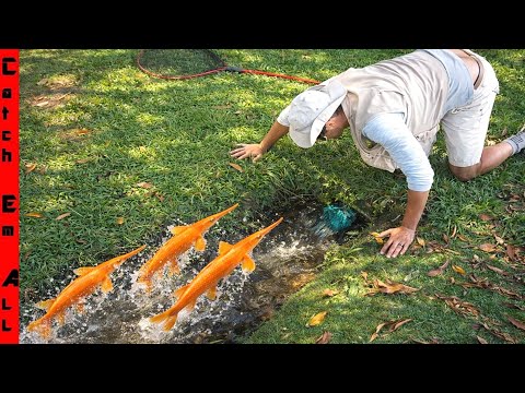 BUILDING My PET ORANGE GAR FISH ARMY! **Arrival Day**