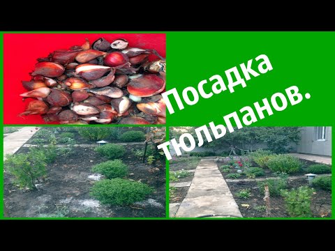 Посадила тюльпаны.