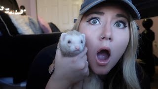 My Ferret Almost Died... *NOT CLICKBAIT*