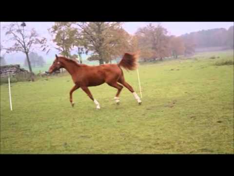 Fürst Wilhelm x Brentano