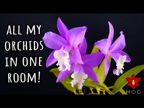 Can you grow many different Orchids in the same room? YES! Here's how I do it!