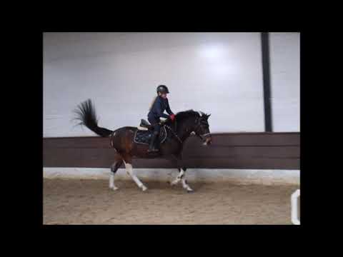 SANYI 13j Pony Schecke VB 6500,- Euro