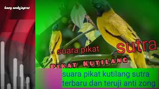 Download lagu suara pikat burung kutilang sutra||percang terbukti anti zonk mp3