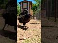 Slo Mo Chicken Run Chicken Run