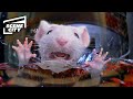 Trapped In The Washing Machine Stuart Little Michael J Fox Geena Davis Nathan Lane