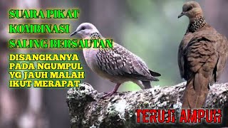 Download lagu suara pikat burung tekukur . bunyi tekukur GEROMBOLAN mp3