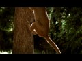 National Geographic Wild