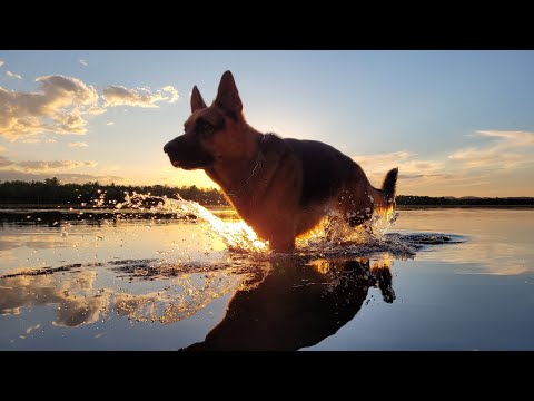 Shaman, one of a kind RIP