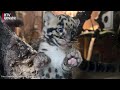 Lente in de dierentuin: nevelpanters zetten eerste stapjes [RTV Utrecht]
