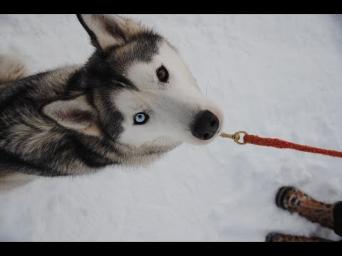 Huskies frei Haus: Teil 28 Tinna - Die Neue