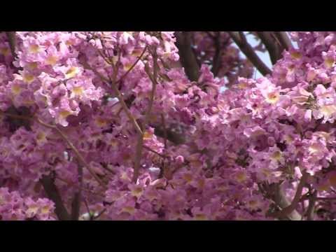 download lagu mp3 mp4 Violet Winter Flowers, download lagu Violet Winter Flowers gratis, unduh video klip Violet Winter Flowers