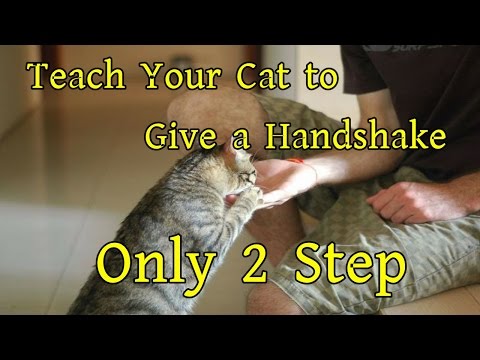 How To Teach Your Cat To Give A Handshake Only 2 Step
