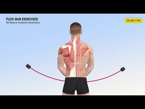 Flexi-Bar Workout Anatomy - Flexibar Exercises - Anatomie des Flexi-Bar