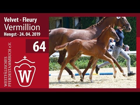64 Vermillion Hengst v. CB Velvet Fleury