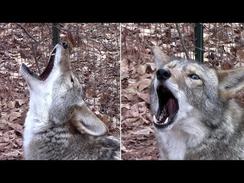 114 Vocalizations