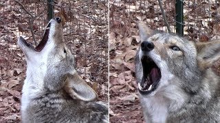 #114 - vocalizations