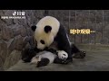 Panda exchanges her baby for an apple