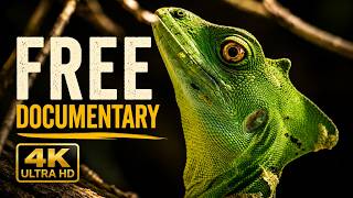 Free documentary movie | The Sea-Edge Chameleon Forest | FULL DOCUMENTARY | Free Nature Movie