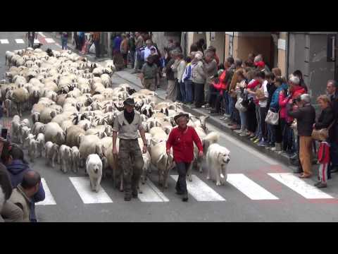 LA TRANSUMANZA DI PECORE : FIERA DI S.LUCA DEMONTE (CN) 12 - 10 - 2014.