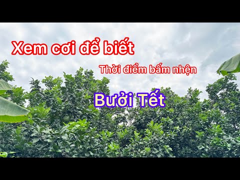 Thời điểm nào phù hợp nhất bấm nhện cho BƯỞI TẾT ra hoa ?