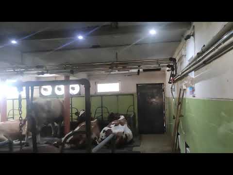 Farma muznih krava - SD DERVIŠEVIĆ