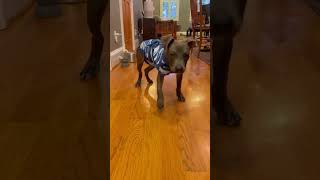 Video preview image #1 Boxer Puppy For Sale in Rockville, MD, USA