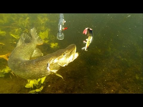 50+ best pike attacks 2015. Fishing with lures. Рыбалка щука атака под водой.