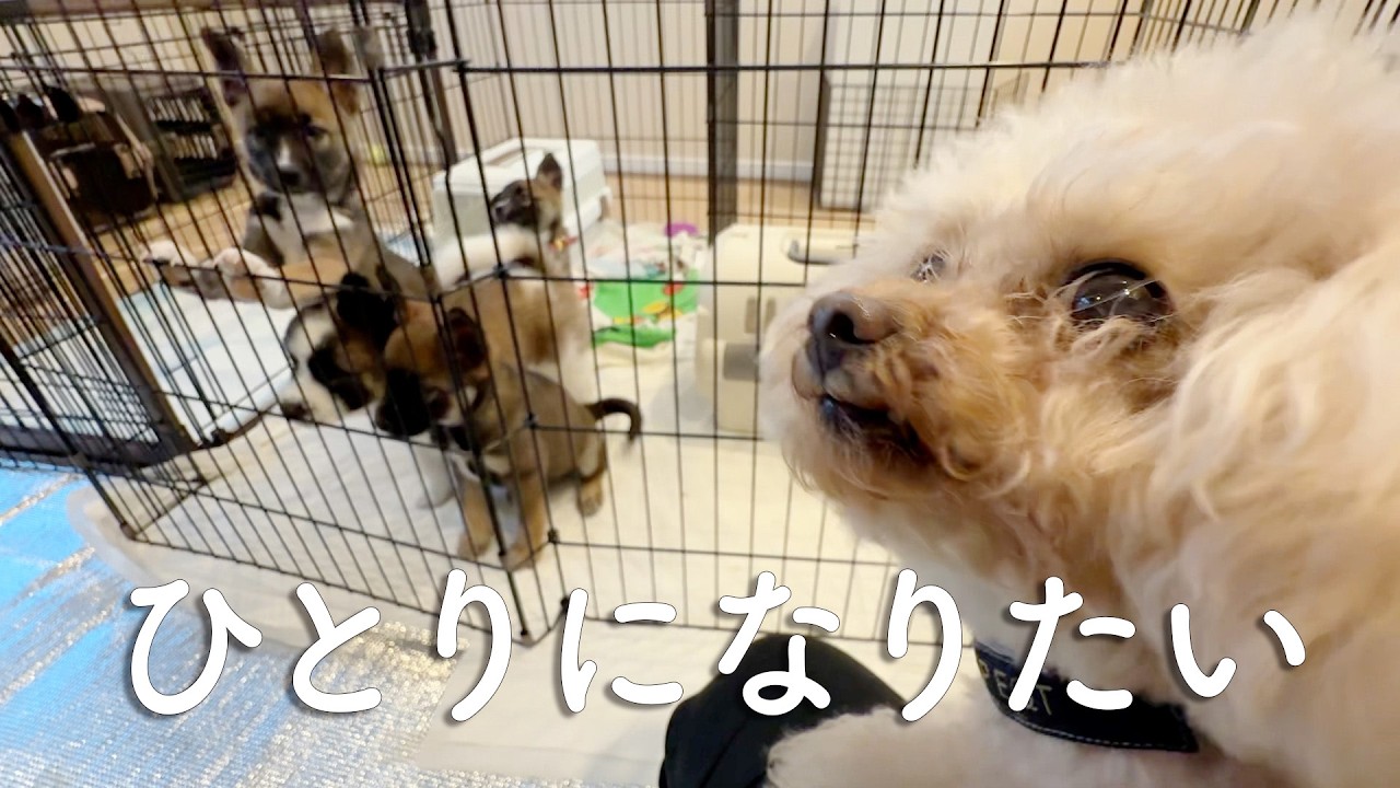 子犬4匹に限界…!? きなこ先生が家を出ました。