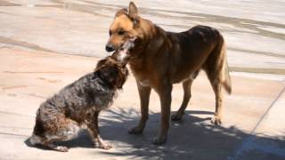 Bob i Daddy, tot amor