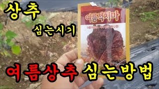 텃밭농사 여름상추심기 여름상추심는방법 여름상추심는시기를 이야기 해보았습니다 Planting Lettuce