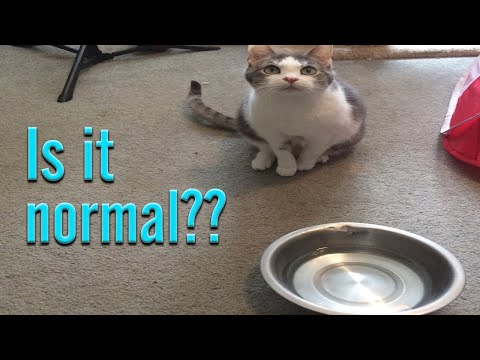 Why your Cat drinks less WATER on a Wet or Raw diet? My Secret method shared!!!