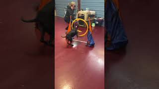 Video preview image #1 Mutt Puppy For Sale in Webster, WI, USA