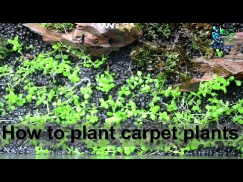 Aquascaping for beginners : How to plant carpet plants