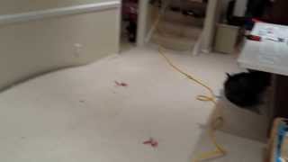 preview picture of video 'Basement Playroom Flood Restoration in Potomac MD'