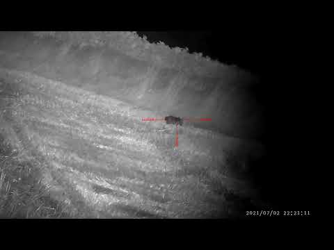 Fox (Lisica) PARD NV008P