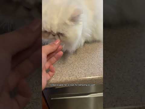Cleaning a Persian cat’s eyes!