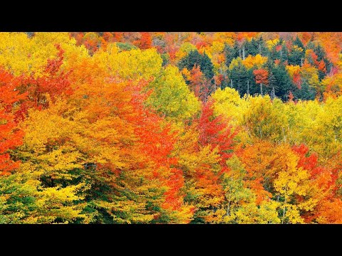 September Golden Autumn, Beautiful Relaxing Music, Peaceful Soothing  Music, by Tim Janis